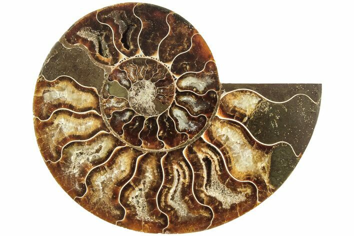 Cut & Polished Ammonite Fossil (Half) - Madagascar #208641